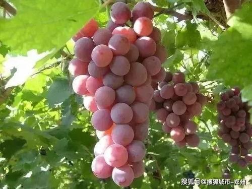 娱乐吃瓜酱葡萄娱乐,揭秘娱乐圈幕后故事与趣味瞬间  第2张 娱乐吃瓜酱葡萄娱乐,揭秘娱乐圈幕后故事与趣味瞬间  第2张
